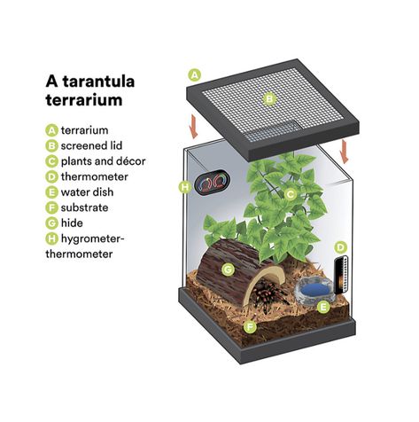 Tarantula Terrarium Ideas, Pet Spider Tank, Brazilian Black Tarantula Enclosure, Pink Toe Tarantula Enclosure, Tarantula Setup, Beetle Enclosure, Bug Terrarium, Tarantula Terrarium, Terrarium Pets