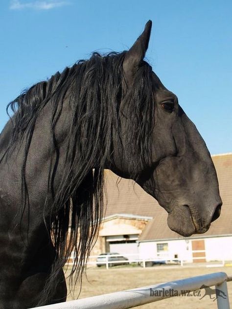 Roman Nose Horse, Roman Nose, Baroque Horse, Types Of Horses, Most Beautiful Horses, Beautiful Horse, All The Pretty Horses, Draft Horses, English Speaking