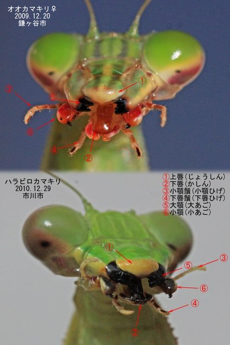 Bug Mandible, Mantis Anatomy, Bug Pfp, Bug Anatomy, Bug Person, Mantis Bug, Bug Reference, Insect Character, Bug Character