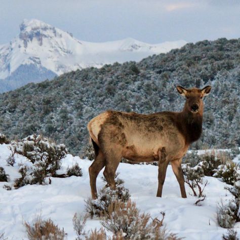 Wendy Armstrong on Instagram: “Pretty #elk cow hanging out at the barn tonight. She’s a beauty, don’t you think? #southwesterncolorado #ridgwaycolorado #ridgway…” Ridgway Colorado, Cow Elk, Bull Elk, Elk, Wildlife Art, New Hampshire, Hanging Out, Hunting, Goats