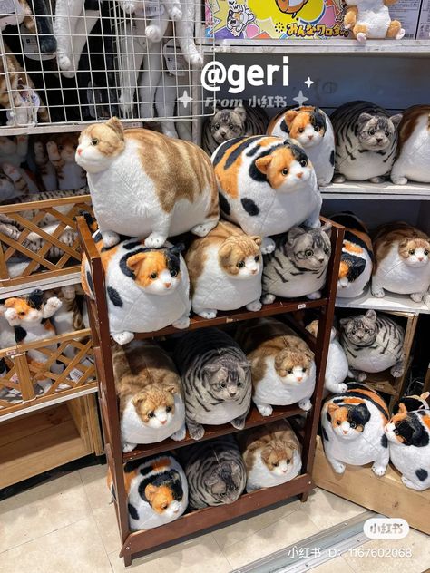 Pet Shop Aesthetic, Silly Cats Pictures, Dessin Adorable, Cute Stuffed Animals, Cute Little Things, Cute Toys, Silly Cats, Cute Plush, Cute Little Animals