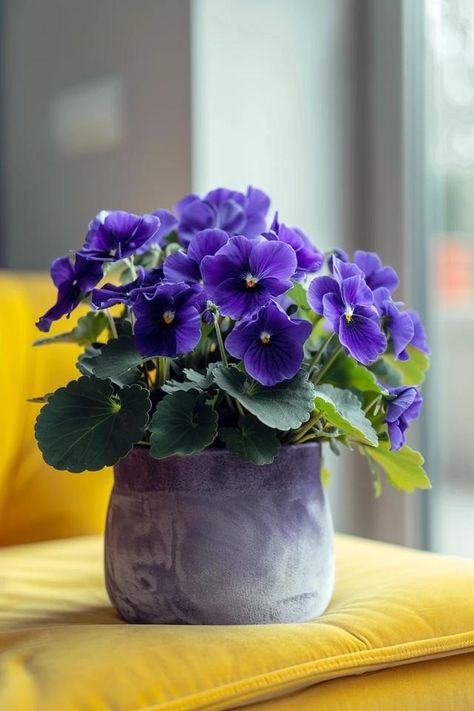 How To Water An African Violet: Keep It Flourishing African Violet Care, African Violet, Purple Orchids, African Violets, Furniture Arrangement, Cozy Space, Choose Colors, Flowers Photography, Orchids