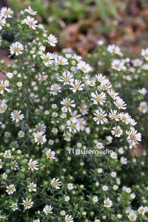 White Aster Flower, Heath Aster, China Aster Flower, Aster Varieties, White Aster, Aster Ericoides, Smooth Aster, Scientific Name, Moon Garden