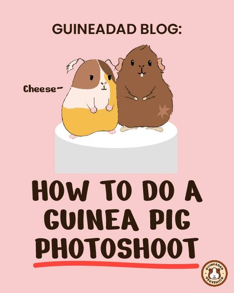 Guinea Pig Photoshoot, Pig Photoshoot, Pig Photo, Pig Halloween, Pig Care, Pig Pictures, Good Photos, Guinea Pig Care, Pig Art