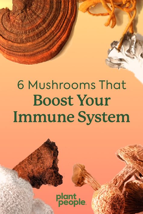 There’s nothing new about using mushrooms to boost immunity and improve overall health. In fact, mushrooms have been a part of Traditional Chinese Medicine, First Nations and Northern European health culture for thousands of years. Nowadays, more research on mushroom supplements benefits are being done, revealing their positive effects on the human body. Mushroom Supplements Benefits Of, Best Mushrooms, Adaptogenic Mushrooms, Health Benefits Of Mushrooms, Mushroom Supplements, Mushroom Benefits, Mushroom Tea, Healthy Supplements, Boost Immunity