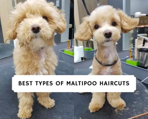 Best Types of Maltipoo Haircuts with Pictures! (2021) - We Love Doodles Cavapoo Haircut Styles, Cavapoo Haircut, Cavapoo Full Grown, Poodle Teddy Bear Cut, Teddy Bear Doodle, Maltese Dogs Haircuts, Maltipoo Haircuts, Puppy Haircut, Cavapoo Dogs