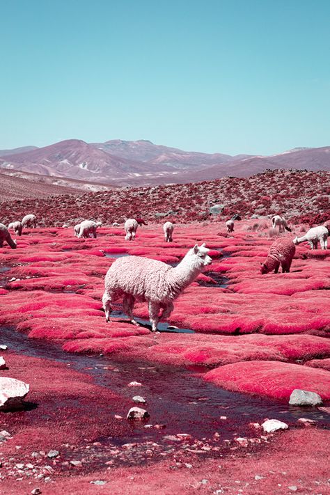 Alpaca river on Behance Infrared Photography, Photography Series, Green Landscape, Photography Techniques, Travel Inspo, Beautiful World, Peru, Places To Travel, Alpaca