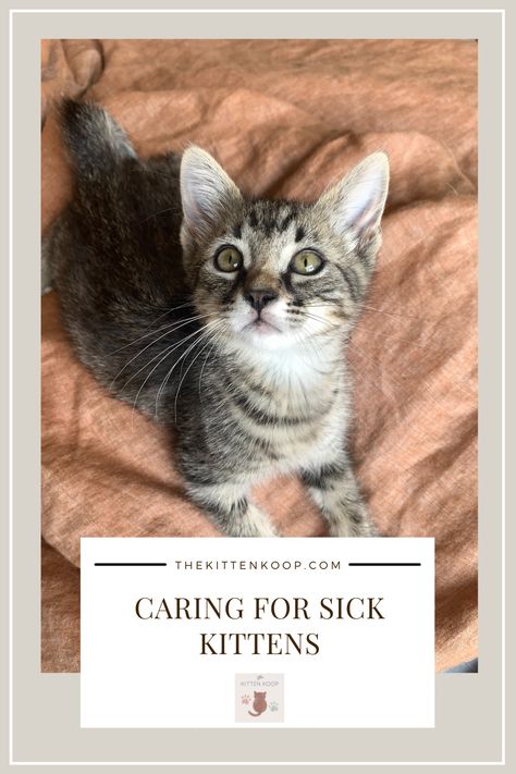 Providing care for kittens shouldn't be stressful or scary for either you or the kitten. Read about how you can provide this kind of care while working alongside a shelter veterinarian. Goopy Eyes, 6 Week Old Kitten, Homemade Cold Remedies, Sick Kitten, Kitten Eyes, Cat Advice, Getting A Kitten, Cat And Kitten, Upper Respiratory Infection