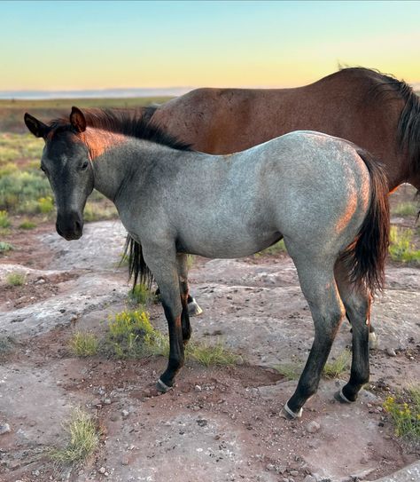 Last Night with Her🌅 This beautiful little filly is growing up so well and she’s available. She’s an Absolute x Raspberry cross. She shows the kindness and grace that all of our part drafts. Our Quarter horses have the breeding from select bloodlines to make any horse an all-around pick. We want you to have a quality filly you can raise into the horse of your dreams. Come see for yourself. Call us, message us and schedule a visit now to meet your new colt. Inquiries are welcome. See all o... Quarter Horses, Blue Roan, Quarter Horse, Come And See, The Horse, Last Night, Growing Up, Raspberry, Dreaming Of You