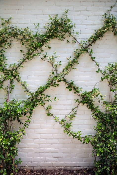 White Brick Wall Backyard, Ivy On House Exterior, Ivy On House, Jasmine Trellis, White Brick House, Carrie Bradshaw Lied, Front Landscape, Front Landscaping, Peonies Garden