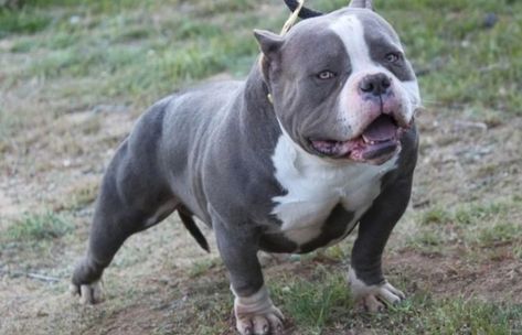 10 Things You Didn't Know about the Pocket Pitbull Pocket Pitbull, American Bully Pitbull, Pitbull Mix Puppies, Bully Pitbull, American Bulldog Mix, Bulldog Breeds, American Pitbull, Bully Dog, Pitbull Puppies