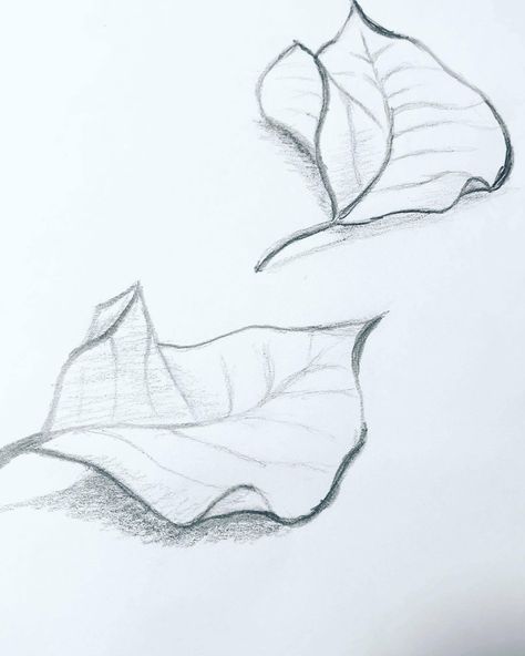 Curled Leaf Drawing, Leaf Sketch Pencil, Leaves Drawing Sketches, Leave Drawing, Leaves Art, Leaf Sketch, Leaves Drawing, Vine Drawing, Leaves Sketch