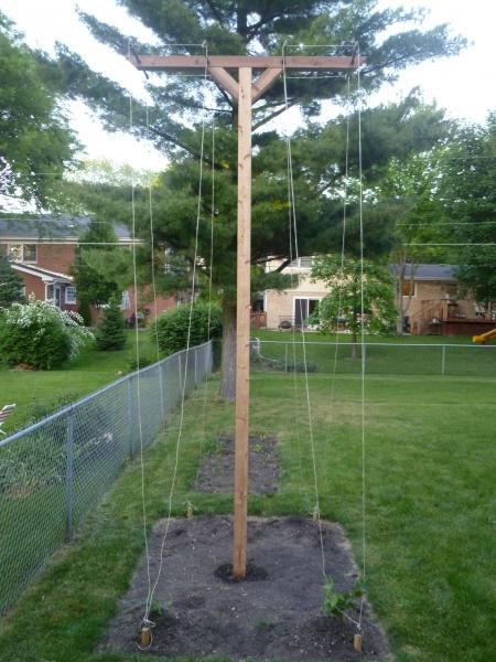 Click this image to show the full-size version. Hops Growing Trellis Ideas, Hop Trellis Ideas, Hop Trellis, Hops Trellis, Growing Hops, Grape Trellis Ideas, Hops Vine, Hops Plant, Grape Trellis