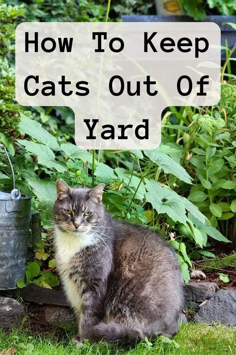 How To Keep Cats Out Of Yard Stray Cat Repellent Yards, How To Get Rid Of Cats, Cat Proof Yard, Cat Repellent Outdoor, How To Get Rid Of Stray Cats In Yard, Keeping Cats Out Of Yard, How To Deter Cats From Yard, Diy Cat Repellent Spray Outdoor, How To Keep Cats Off Outdoor Furniture