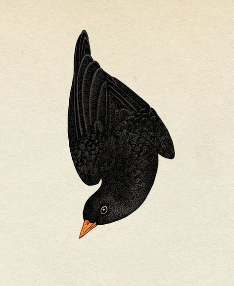 Katie Scott, Illustration Botanique, Arte Animal, Bird Illustration, Blackbird, Anthropology, Animal Illustration, Black Bird, Bird Art