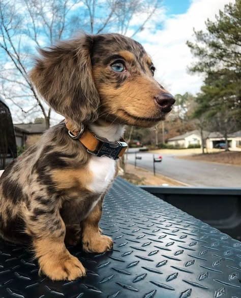 Dapple Dachshund Miniature, Sausage Dog Puppy, Daschund Puppies, Dachshund Puppy Long Haired, Dapple Dachshund Puppy, Dogs Images, Dachshund Puppy Miniature, Miniature Dachshunds, Cute Dogs Images