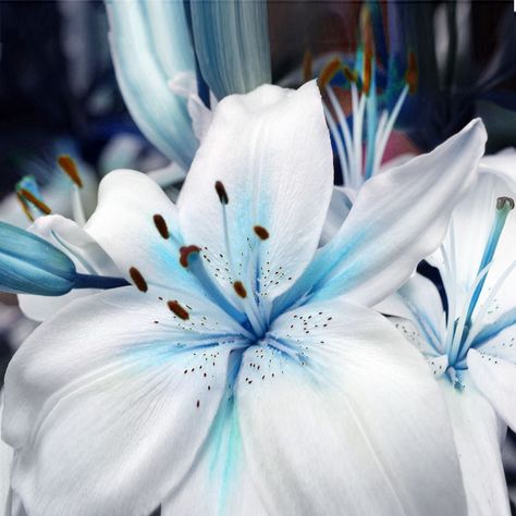 Blue Heart Lily, Lilium Flower, Lily Seeds, Lily Plant, Lily Blue, Seed Pots, Lily Bulbs, Blue Lily, Lily Plants