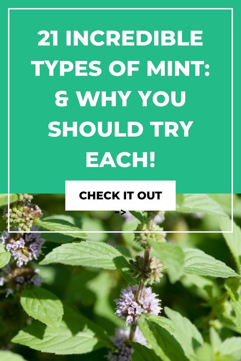 Grow Mint Indoors, Growing Mint Indoors, Corsican Mint, Grow Mint, Growing Mint, Pineapple Mint, Medicinal Herbs Garden, Herbs Garden, Apple Mint