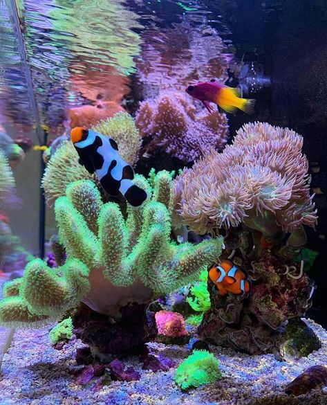 Plants above the water line and a reef you don't want to miss! | REEF2REEF Saltwater and Reef Aquarium Forum Salt Water Aquarium Ideas, Salt Water Fish Tank, Salt Water Tank, Salt Water Aquarium, Coral Reef Tank, Saltwater Aquarium Beginner, Saltwater Aquarium Setup, Small Reef Tank, 40 Gallon Reef Tank