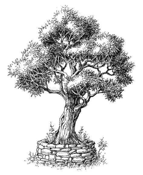 Olive tree drawing. Olive tree black and white drawing isolated #Sponsored , #sponsored, #Paid, #tree, #isolated, #white, #Olive Olive Tree Drawing, Trees Art Drawing, Tree Drawing Simple, Tree Drawings Pencil, Draw Realistic, Simple Sketch, Nature Art Drawings, Tree Vector, Tree Sketches