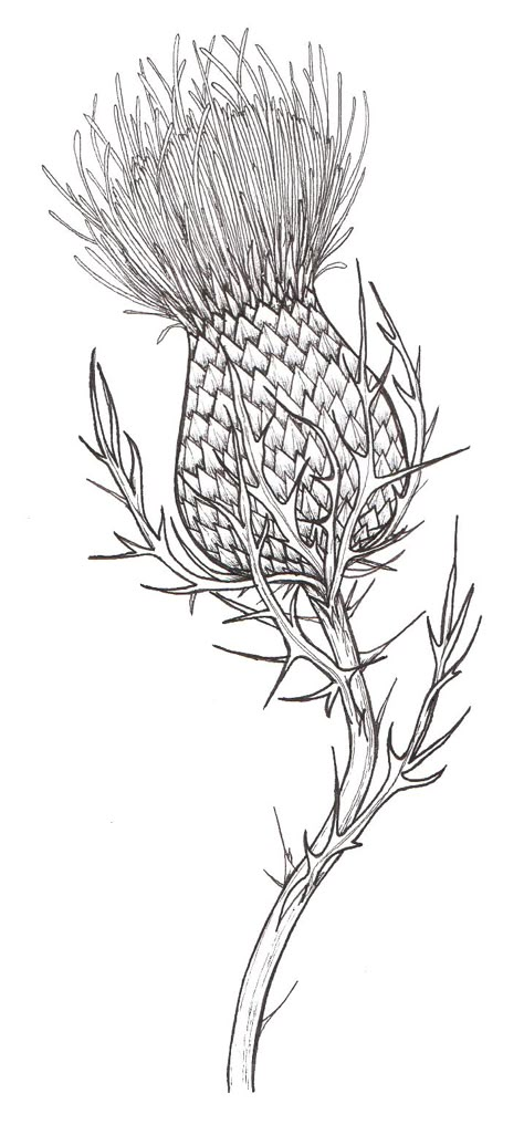 Thistle Tattoo, Thistles Art, Academic Drawing, Family Series, Thistle Flower, 자수 디자인, A Lady, A Drawing, Pyrography