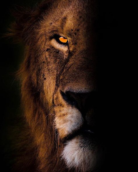 Lion Wallpaper Iphone, Lion Canvas Art, Fierce Lion, Wild Animal Wallpaper, Lion Baby, Lion King Pictures, Lion Photography, Wild Lion, Lion Love