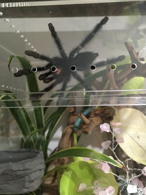 This beautiful pink toe tarantula (avicularia avicularia) is so much fun to watch as he moves around his enclosure (webbing the back of it, but still coming to the front every now and again). #tarantula #danellescritters Pink Toe Tarantula Enclosure, Beautiful Tarantula, Avicularia Avicularia, Tarantula Terrarium, Pink Toe Tarantula, Tarantula Habitat, Tarantula Enclosure, Pink Toes, Crested Gecko