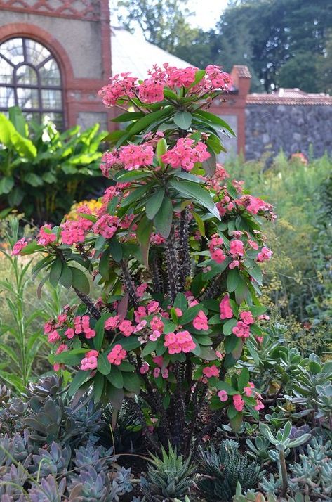 Plant Meanings, Crown Of Thorns Plant, The Crown Of Thorns, Leyland Cypress, Garden Problems, Seeding Lawn, Euphorbia Milii, Street Trees, Fertilizer For Plants