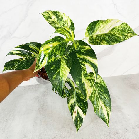 Epipremnum Pinnatum Yellow Flame ✨🪴 . . Shop rare houseplants and more⬇️ www.plantlifelex.com - Link in bio! . #houseplants #plants #indoorplants #plantstagram #plantaddict #plantlove #indoorplant #plantsplantsplants #plantsmakepeoplehappy #plantlifelex #planttips #plantvideos #plantvideo #plantreel #plantreel #onlineplantstore #smallbusiness #rareplants #variegatedplants #rarehouseplants #plantstore #plantcare #epipremnumpinnatumyellowflame Rare Houseplants, Epipremnum Pinnatum, Variegated Plants, Rare Plants, Plant Care, Indoor Plants, House Plants, Link In Bio, Yellow