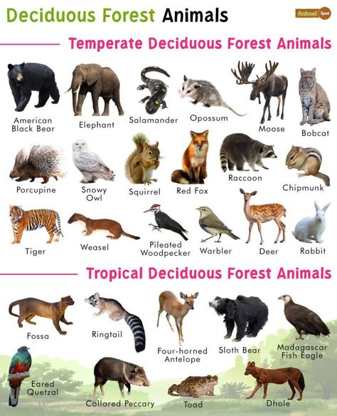 Deciduous Forest Animals List, Facts, Diet, Adaptations and Pictures Deciduous Forest Animals, Temperate Deciduous Forest, Eastern Chipmunk, Animals List, Bird Ears, Animals That Hibernate, Deciduous Forest, American Black Bear, Different Types Of Animals