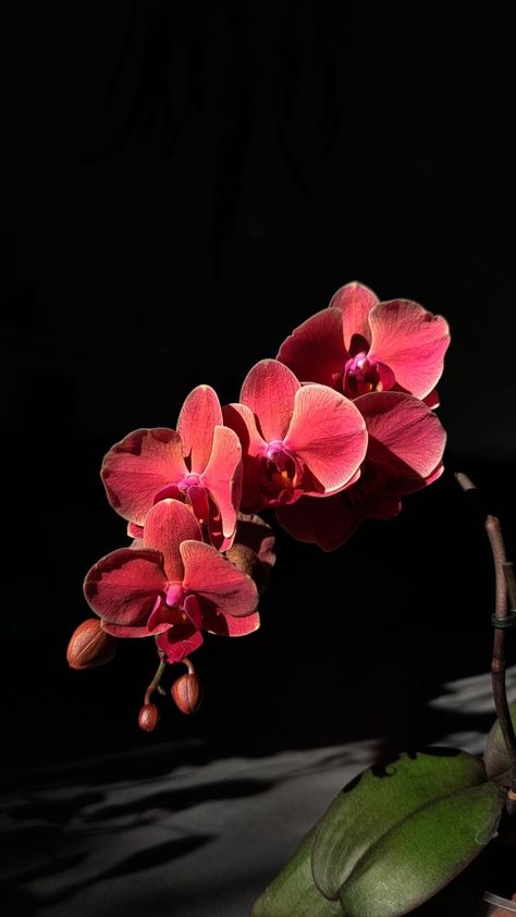 red-pink-orange orchid, black background Orchid Black Background, Glossier Event, Red Orchid, Orange Orchid, Red Orchids, Pink Orchids, Event Party, Phone Backgrounds, Pink Orange