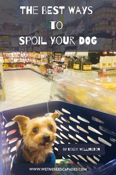 How To Spoil Your Dog, Dog Care Checklist, Spoiled Dog, Dog Friendly Hotels, Spoiled Dogs, Dog Stroller, Old Dog, Dog Tips, Dog Ideas