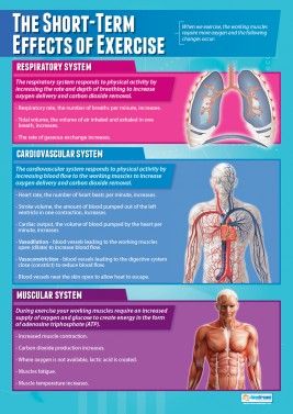 The Short-Term Effects of Exercise Poster Gcse Pe, Gym Dumbbell, Exercise Poster, Physical Education Lessons, Mini Workouts, Health And Physical Education, Exercise Physiology, Health Class, Workout Chart