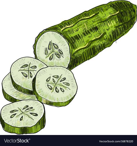 Cucumber Drawing, Drawing Farm, Cucumber Vegetable, Graffiti Wallpaper Iphone, Farm Market, Graffiti Wallpaper, Anime Food, Hand Drawn Vector, Food Drawing