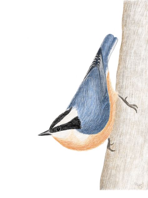 Nuthatch Bird Tattoo, Nuthatch Bird, Bird Sketch, Birds Tattoo, Tattoos, Red