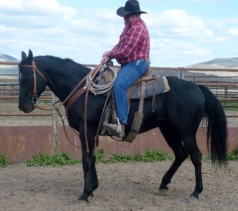 Appendix Quarter Horse, Appendix Horse, Black Quarter Horse, American Quarter Horse Association, Quarter Horse Stallion, American Saddlebred, Show Horse, History Videos, Shetland Pony