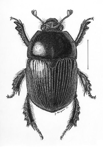 Dung Beetle Illustration, Scarab Beetle Drawing, Scarab Drawing, Ireland Tattoo, Beetle Drawing, Tortoise Beetle, Bugs Drawing, Beetle Tattoo, Scientific Drawing