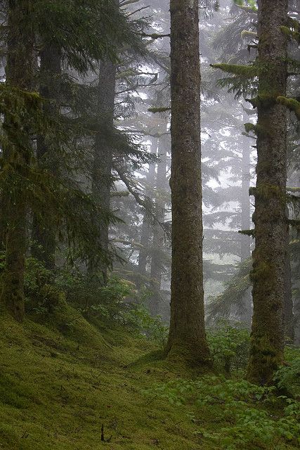 Kodiak Alaska Forest Aesthetic, Alaska Woods, Alaskan Forest, Alaska Forest, Island Forest, Kodiak Alaska, Kodiak Island, Slow Days, North To Alaska