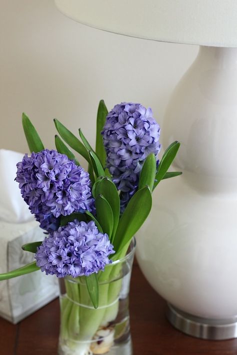 Savor Home. Hyacinth Bouquet, Hyacinth Flower, Gardens Of Babylon, Smelling Flowers, Purple Bouquet, Lavender Garden, Nothing But Flowers, Flower Therapy, House Plants Decor