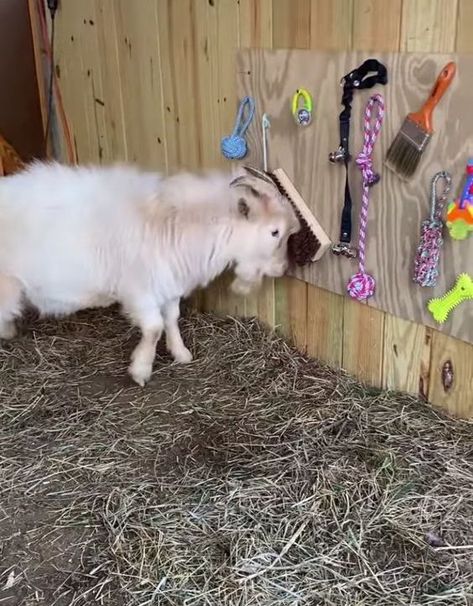 Cute Goat Shed, Goat And Chicken House, Goat Diy Projects, Goat Setup Ideas, Indoor Goat Pen Ideas, Goat Toys Playground Diy, Goat Obstacle Course, Goat Set Up, Goat House Ideas Diy