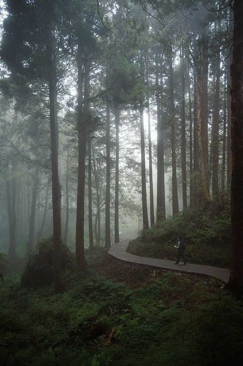 Alishan: A Magical Day Trip from Chiayi, Taiwan Chiayi Taiwan, Taiwan Travel, Giant Tree, Arch Bridge, Stone Arch, Stay Overnight, Cedar Trees, Misty Forest, Magical Forest