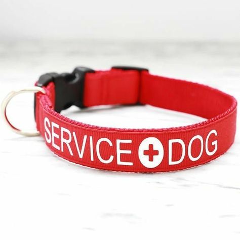 Service Dog Collar, Dogs Stuff, Designer Dog Clothes, Best Dog Food, Designer Dog, Green Collection, Types Of Dogs, Service Dog, Pet Fashion