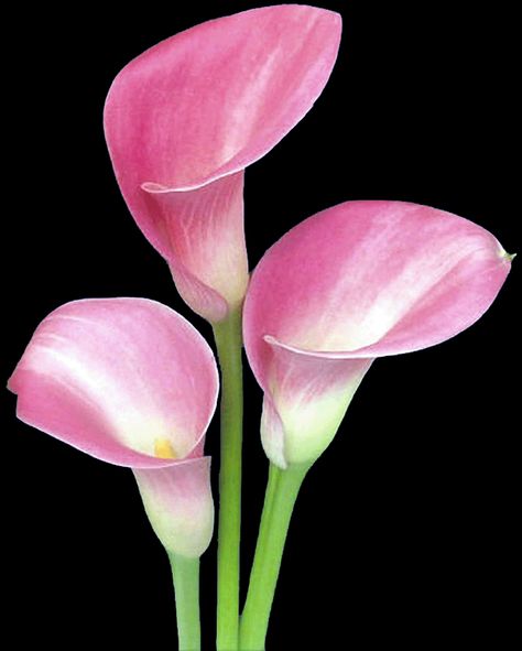 pink calla lillies Pink Calla Lilies, Acrylic Flower Painting, Arum Lily, Calla Lily Flowers, Loyalty Rewards Program, Loyalty Rewards, Lily Tattoo, Flower Arrangements Simple, Real Tattoo