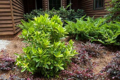 Illicium parviflorum BananAppeal® (Small Anise) Small Evergreen Shrubs, Front Flower Beds, Purple Clematis, Clematis Montana, Fragrant Garden, Planting Shrubs, Mediterranean Garden, Buy Plants, Plant Combinations