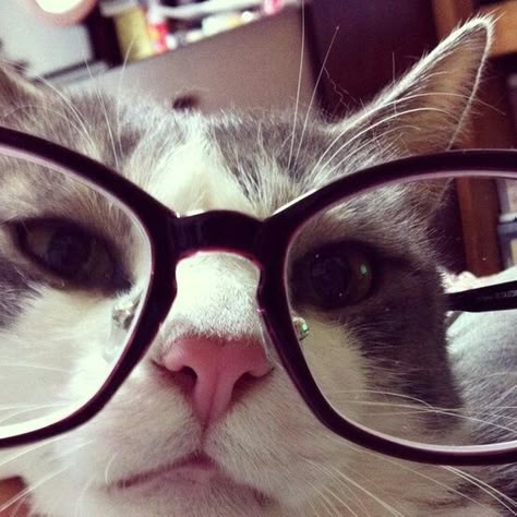 Todo es del color según el color del cristal con que se mire. Cat Wearing Glasses, Cat With Glasses, Cat Glasses, Kitty Images, Silly Cats Pictures, Cat Icon, Silly Animals, Cute Animal Pictures, Silly Cats