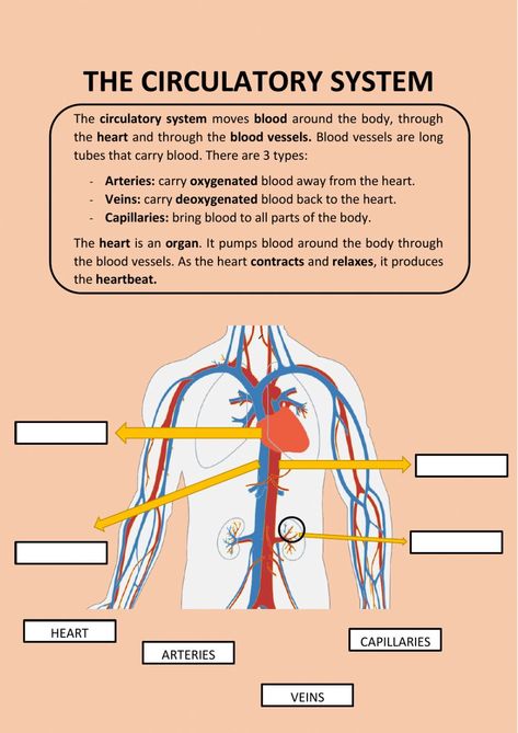 Circulatory System For Kids, Spanish Family Tree, Evs Worksheet, Body Systems Worksheets, Human Circulatory System, Human Body Worksheets, Family Tree Worksheet, Excretory System, Kid Science