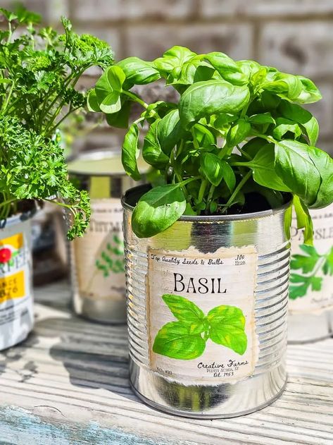 herbs diy tin can planters - Google Search Kitchen Herb Garden Indoor, Large Terracotta Planters, Roadside Farm Stand, Tin Can Planters, Can Planters, Farm Stand Ideas, Recycled Planters, Herb Diy, Gardening Inside