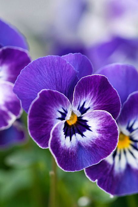 What Your Birth Flower Says About Your Personality February Violet, Purple Pansies, Private Person, Collage Foto, Flower Meanings, Flowers Petals, Pansies Flowers, Arte Inspo, Violet Flower