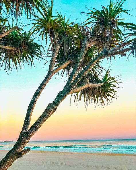 Liesa Pringle on Instagram: “Sunset Dreams #kingscliffhappenings #tweedcoast #kingscliffbeach #travelphotography #travelgram #travel #holidaydestination” Pandanus Tree, Surfboard Wall Art, Surfboard Wall, Backyard Inspiration, Tree Drawing, Beach Holiday, Holiday Destinations, Surfboard, Beautiful Places