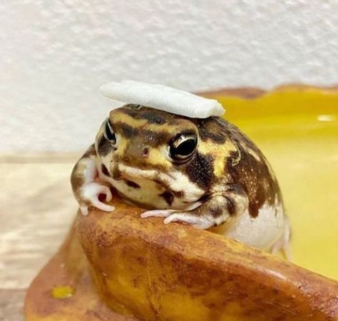 Potato Fairy Frog, Desert Rain Frog Wallpaper, Potato Frog, Dessert Rain Frog, Rain Frogs, Desert Rain Frog, Rain Frog, Pet Frogs, Frog Wallpaper